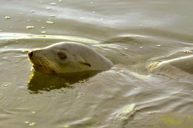 Captain's Inn at Moss Landing