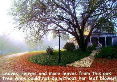 Shamrock Thistle & Crown B&B