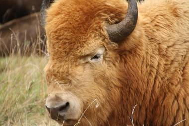 Comstock Premier Lodge LLC