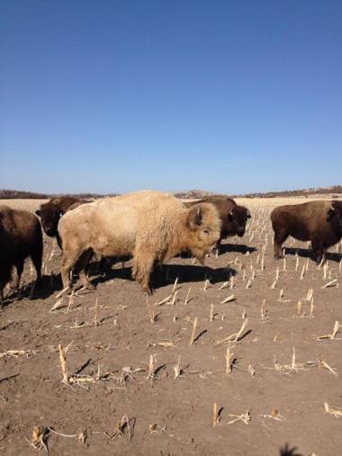 Comstock Premier Lodge LLC