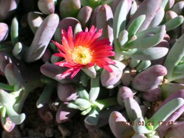 Casita at St Francis Hatch NM