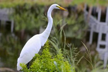 221 Tennis Villa - One Bedroom Villa