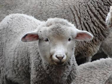 Ñangapiré Posada de Campo