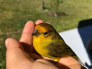 Chacra La Recompensa Glamtainer