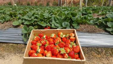 Berry Valley Homestay