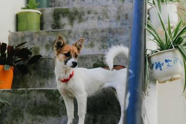 Đà Lạt Sả - Da Lat Lemongrass