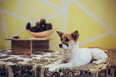 Đà Lạt Sả - Da Lat Lemongrass