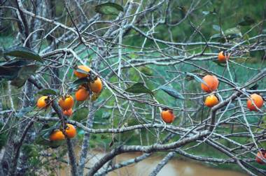 The Sparrow Homestay