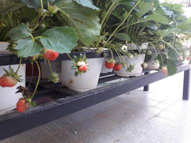 Villa Đăng Nguyên