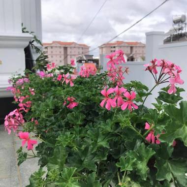 Đường Xưa Home Đà Lạt