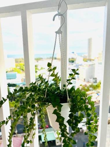 Melody Vũng Tàu 92's Home