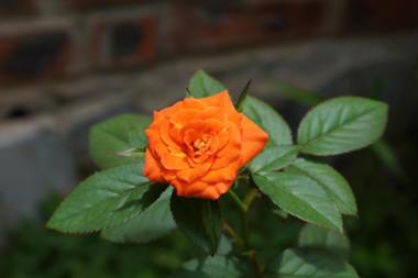 Hoalu Ecolodge Homestay