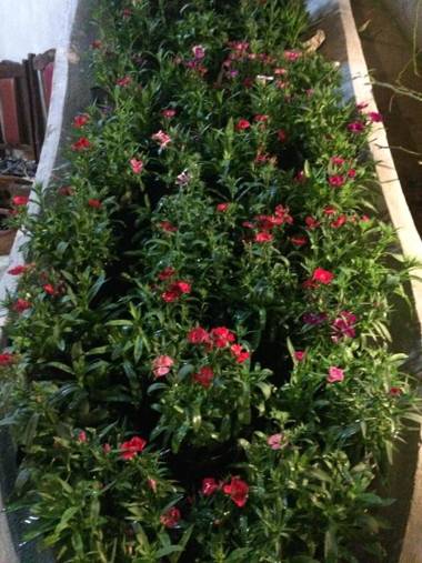 Green Peace Bungalow