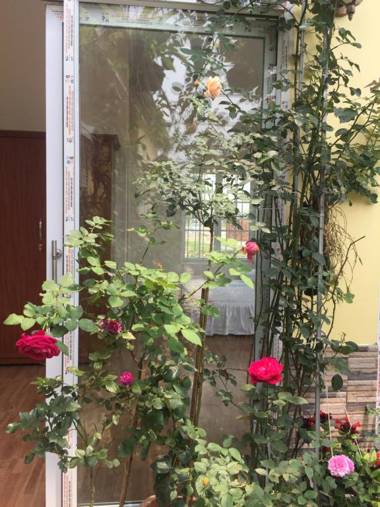 Rose Homestay