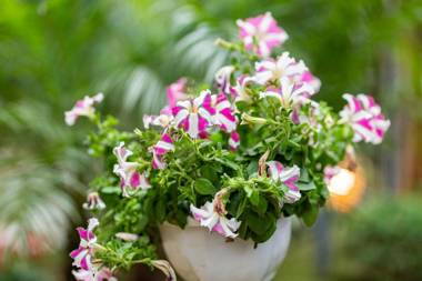 Trang An Moon Garden Homestay