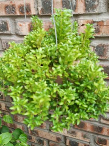 Green Space Homestay