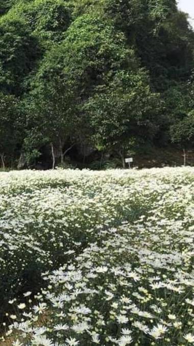 Tam Coc Scenery Homestay