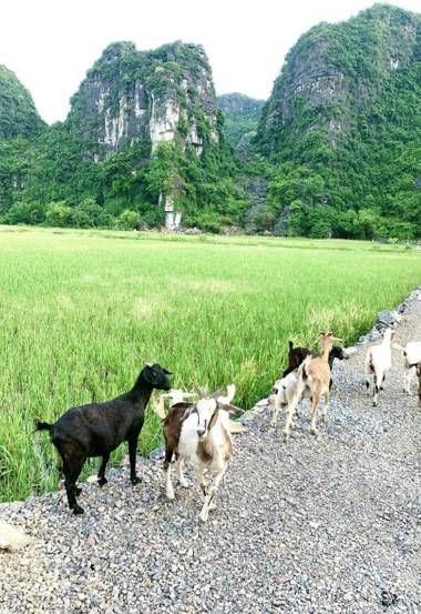 Lotus Field Homestay