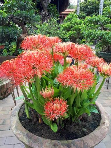 Betel Garden Villa - Vườn Trầu villa