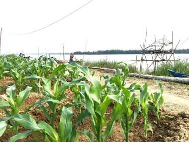 Riverside Hamlet Homestay & Villa