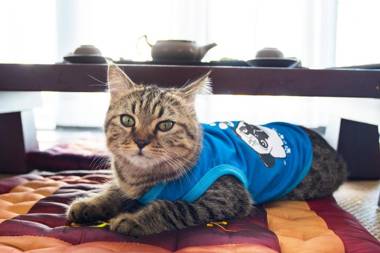 Hoi An Fairy Garden Villa