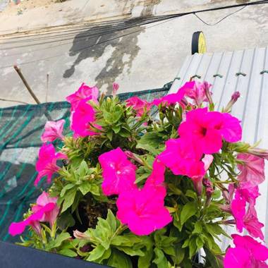 An Bang Sea Adventure Homestay Hoi An