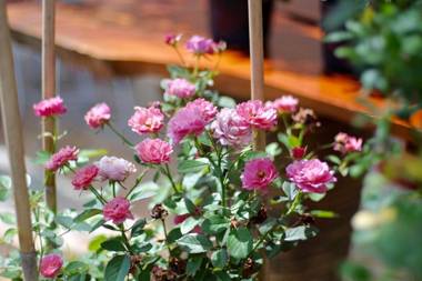 Little Dalat Coffee and Homestay