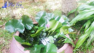 Phu Van Resort & Spa