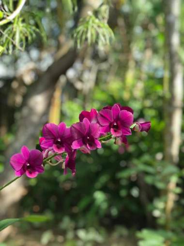 Coco Valley Garden Hotel