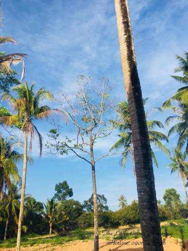 The Little Corner Homestay Phu Quoc