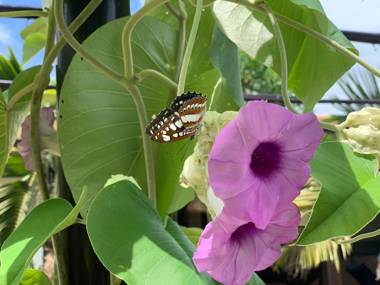 Sunrise Resrort Phu Quoc
