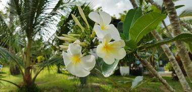 Villa Tropially Phu Quoc