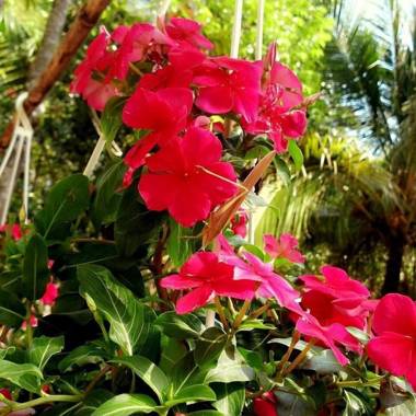 Duc Anh Garden Homestay