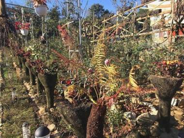 Homestay Vuon Hong Co