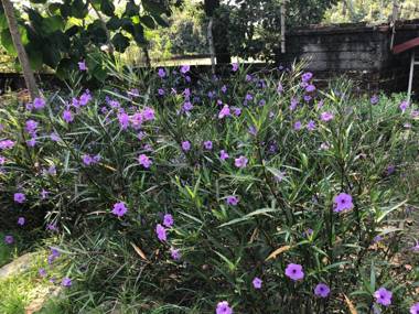 Van Son Garden - HomeStay