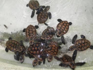 Tranquility Island Eco Dive Resort