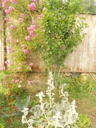 Guest house na Myasnikova ZHANET