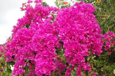 Ascot Gardens Self Catering