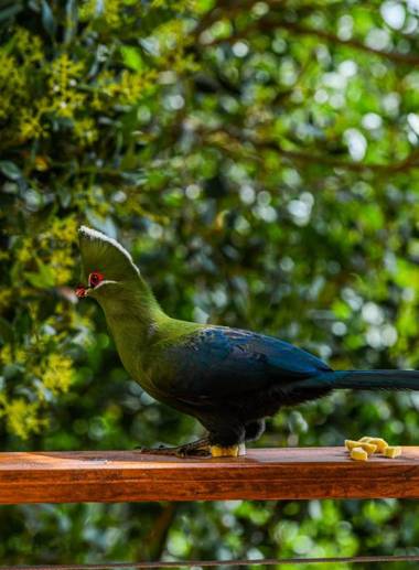 Forest Hill Wilderness