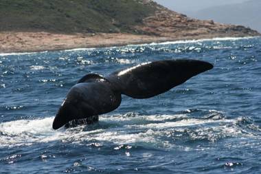 Buffelsdam Country House