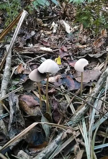 Green Hills Forest Lodge