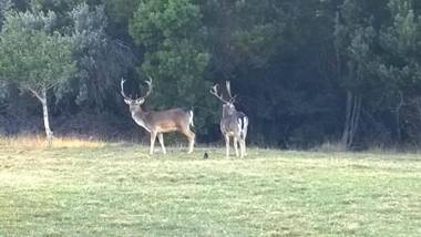 Green Hills Forest Lodge