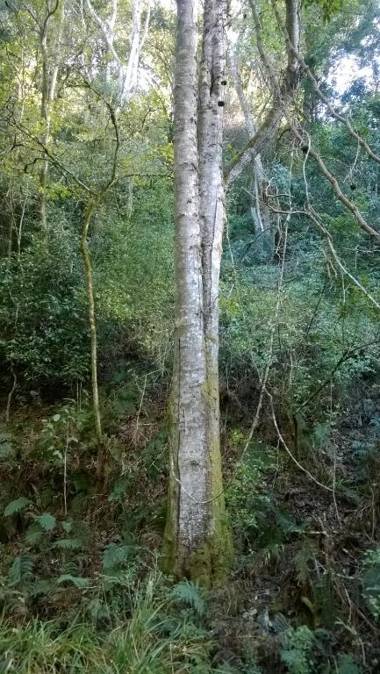 Green Hills Forest Lodge