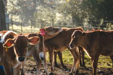 Appelsbosch Guest Farm