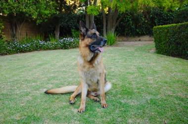 Edelweiss Bed & Breakfast