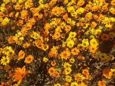 Kleineweide Boutique Estate