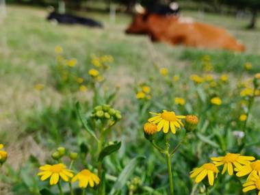 Faithlands Self-Catering Cottages