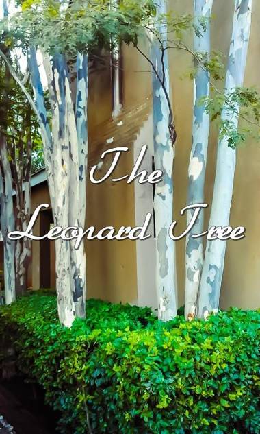 The Leopard Tree