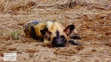 Kaia Tani Exclusive Guesthouse