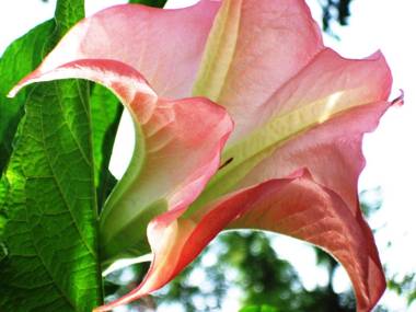 Cherry Tree Cottage B&B Linden